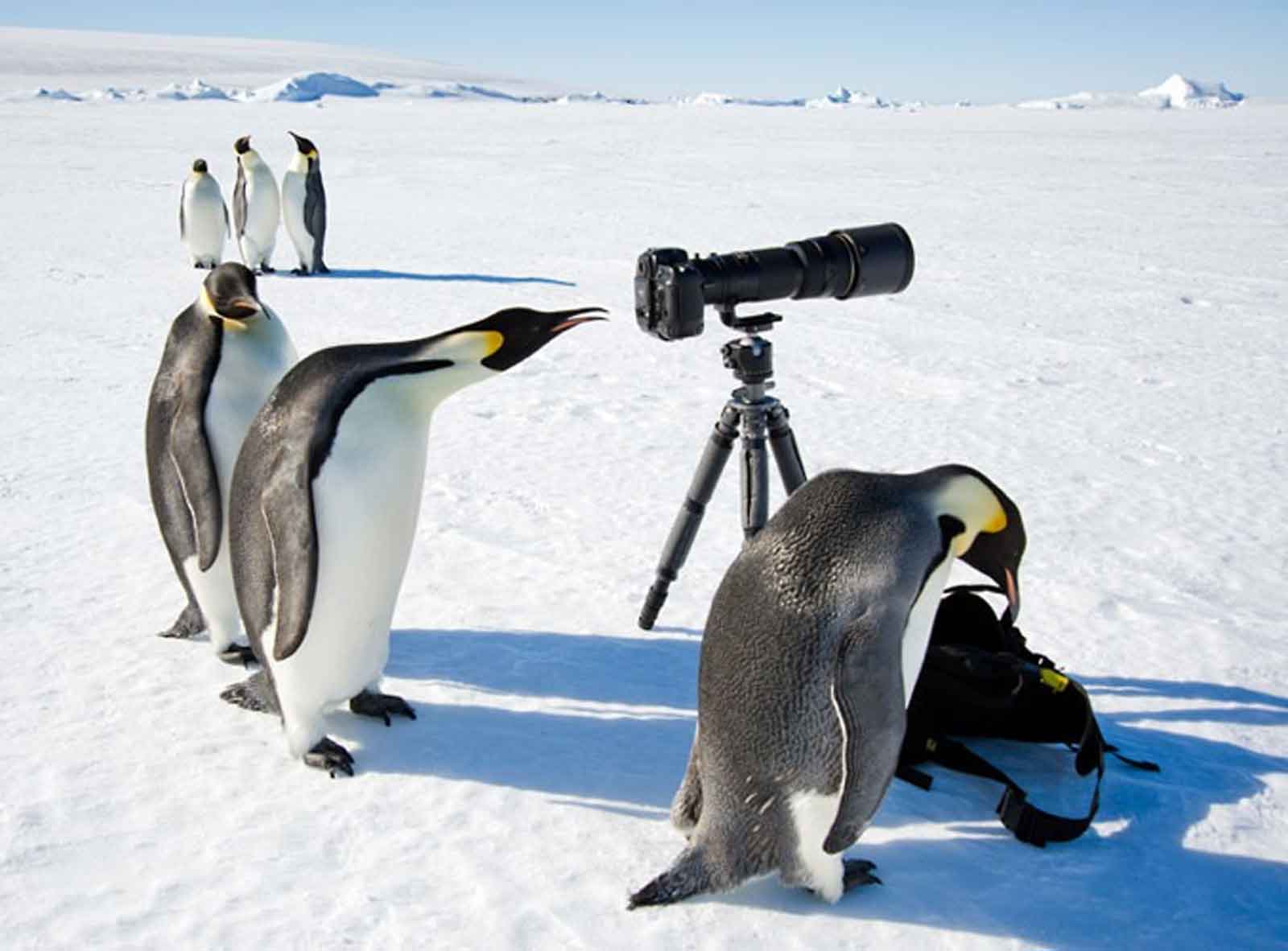 Picture-antarctica