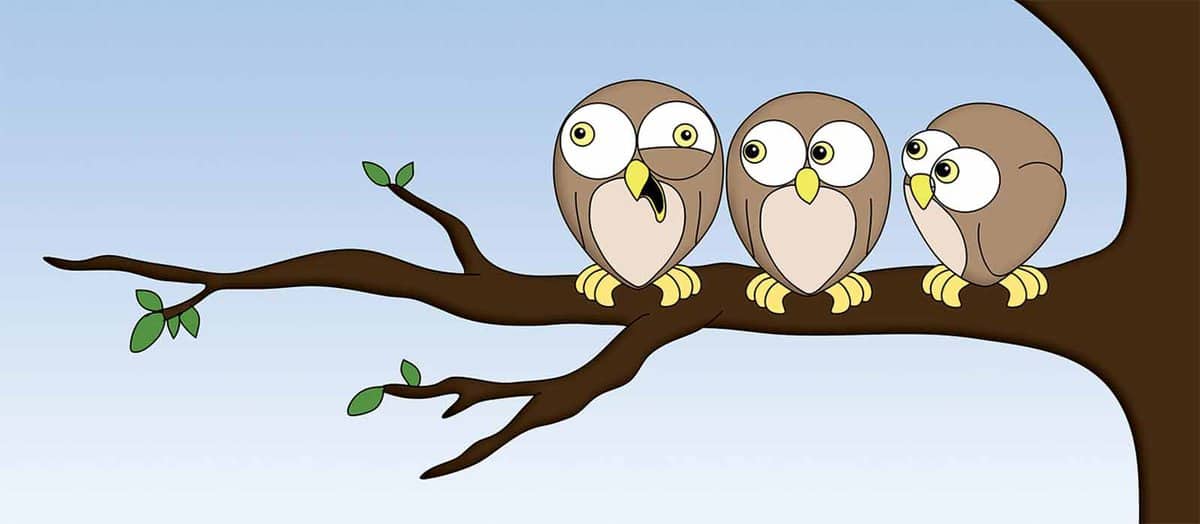 owls