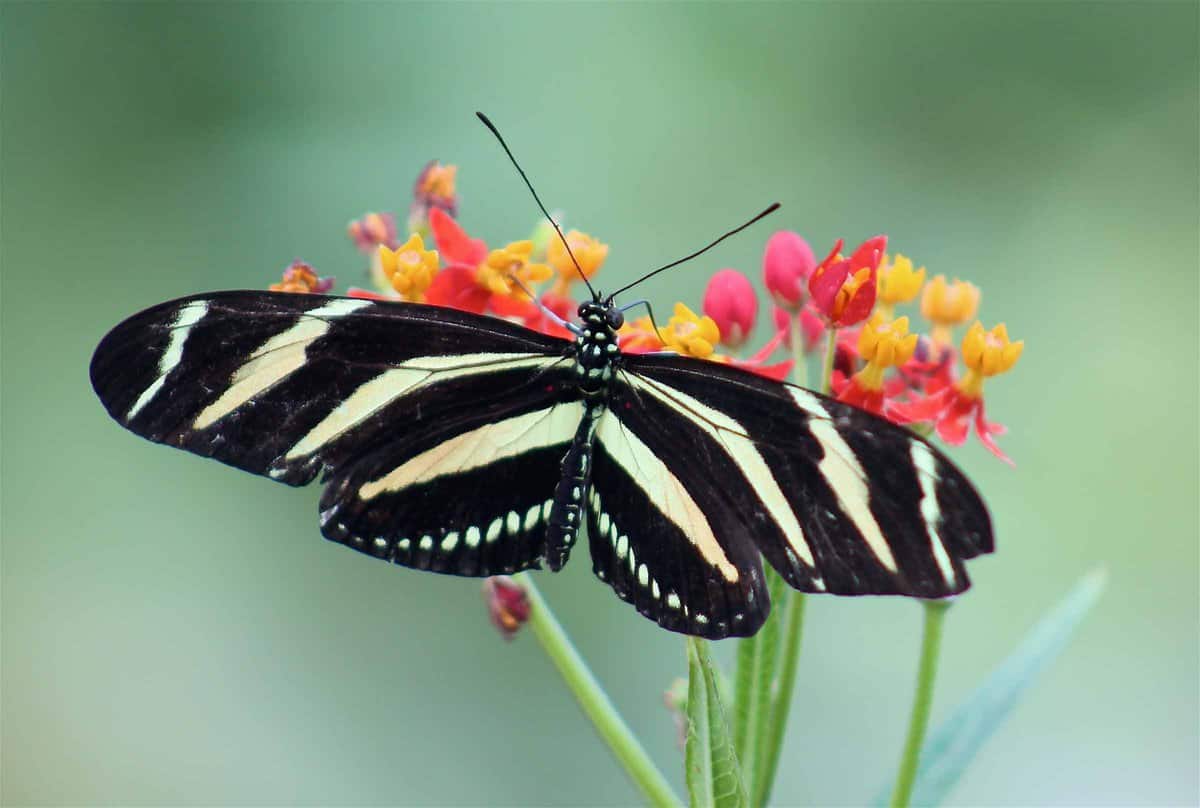 zebra-longwing-butterfly