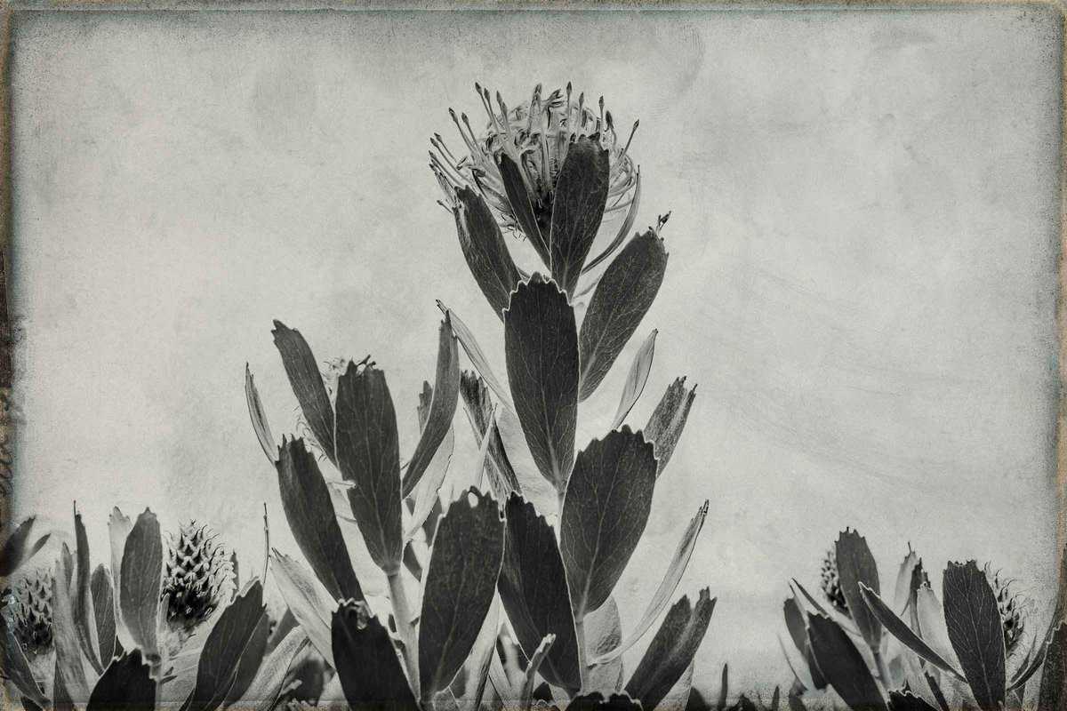 odonnell_d_pincushionprotea