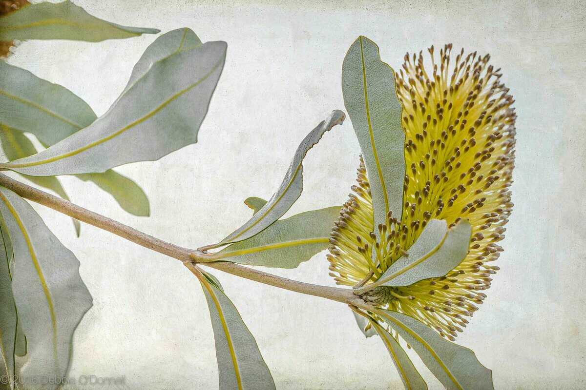 odonnell_d_wa_banksia