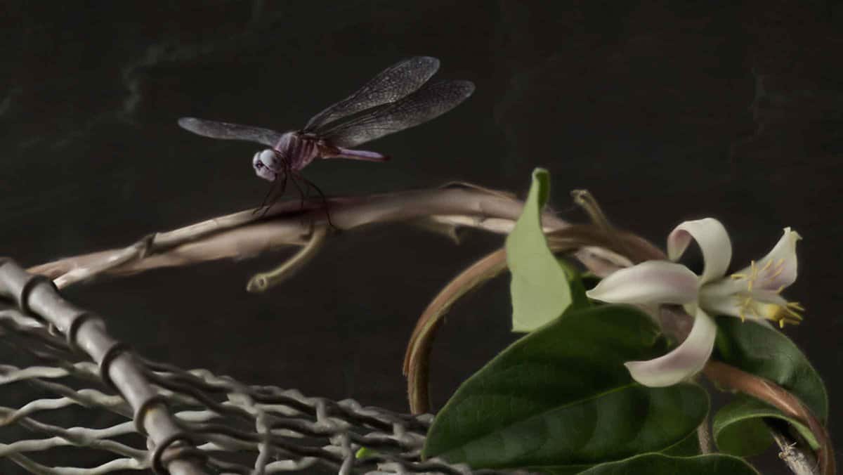 stroube-dragonfly-detail